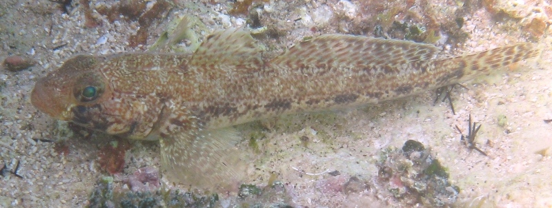 Gobius geniporus